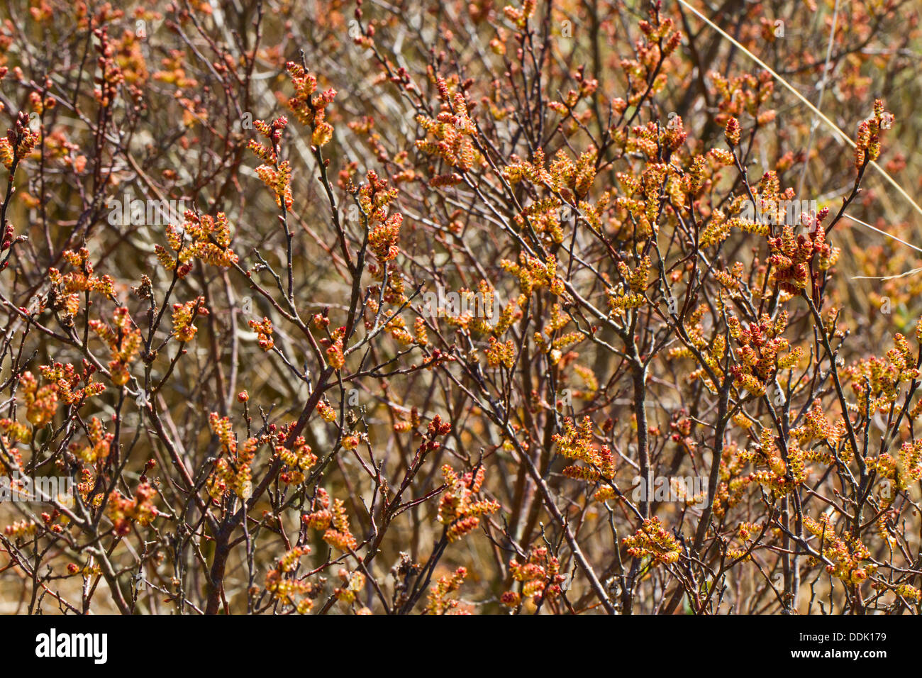 Bog Myrtle or Sweet Gale (Myrica gale) flowers in spring sunshine. Ceredigion, Wales. April. Stock Photo
