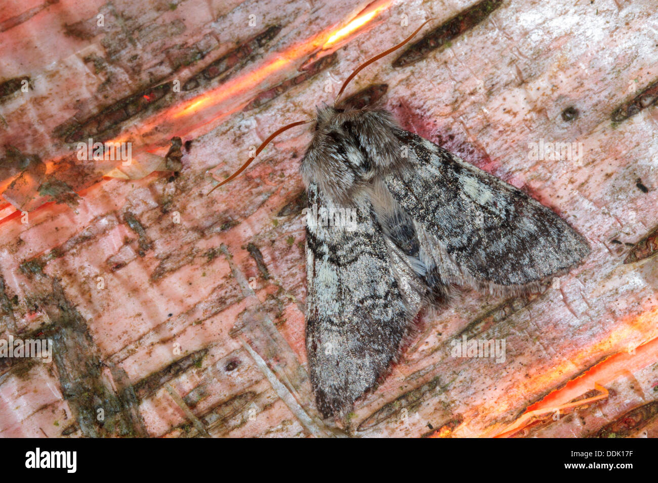 Yellow Horned moth (Achlya flavicornis) resting on birch bark. Powys
