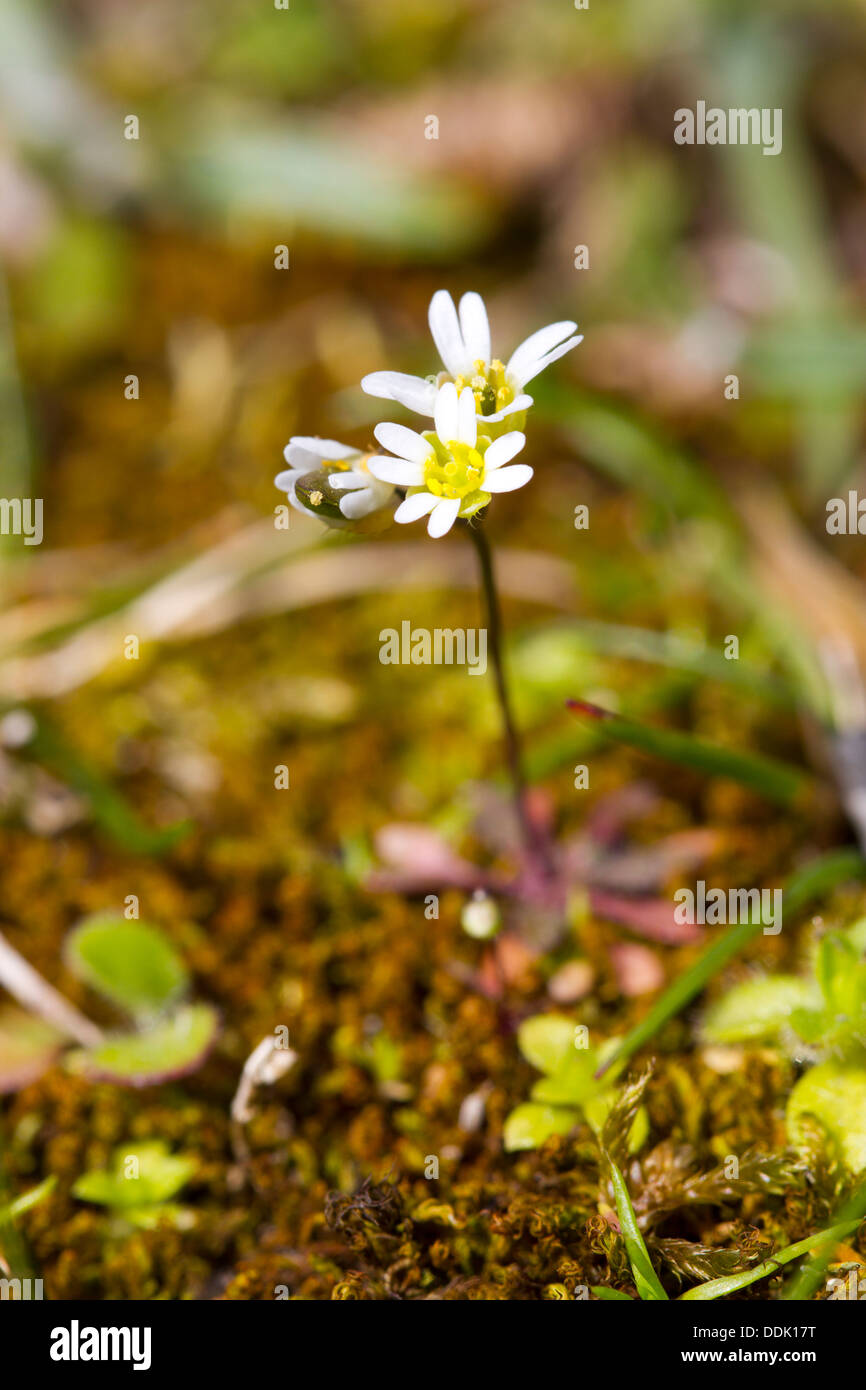 Common Whitlowgrass (Erophila verna) flowering. A Spring-flowering species of dry habitats. Powys, Wales. April. Stock Photo