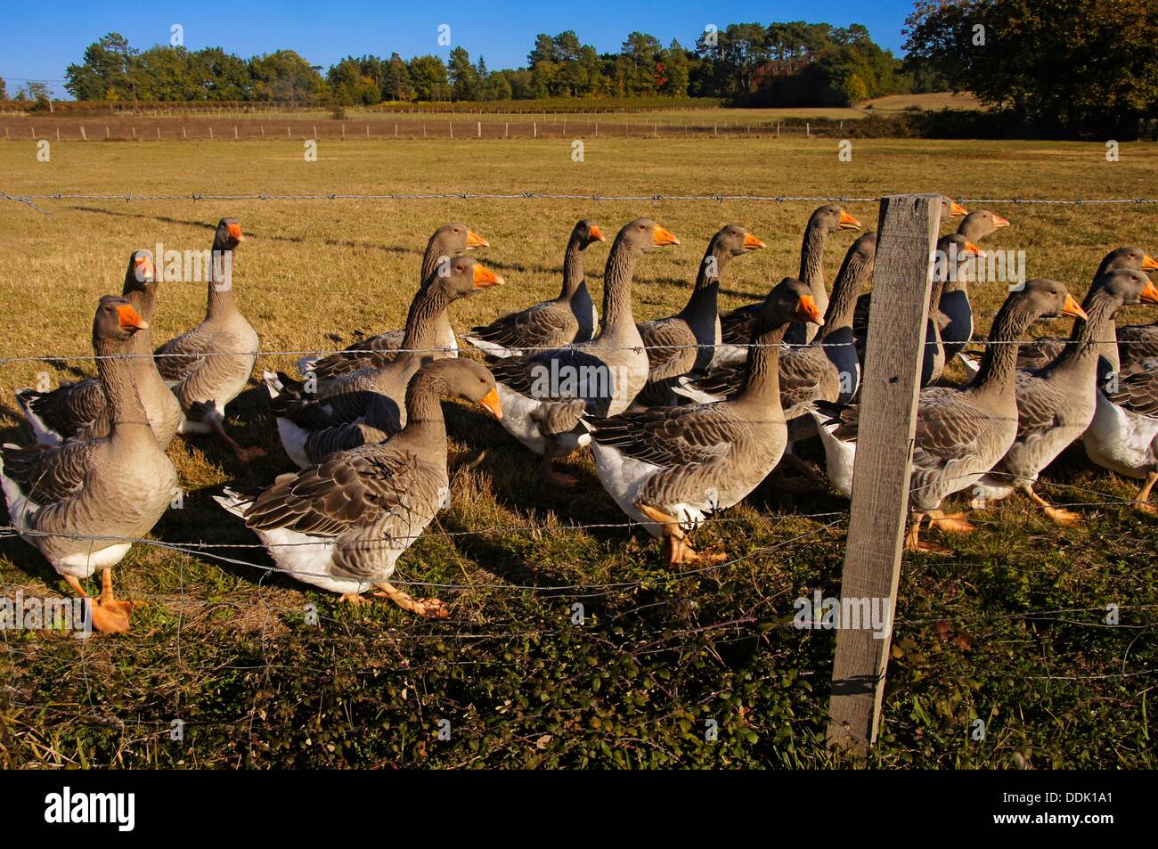 D Oie High Resolution Stock Photography And Images Alamy D Oie High Resolution Stock Photography And Images Alamy