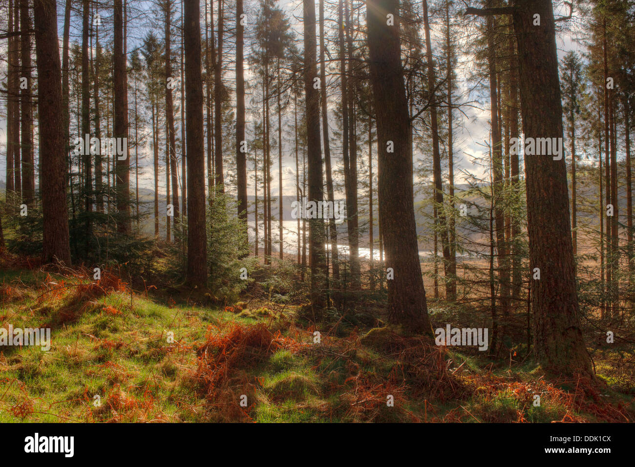 Sitka Spruce (Picea sitchensis) plantation near Llyn Clywedog. Hafren forest, Powys, Wales. April. Stock Photo