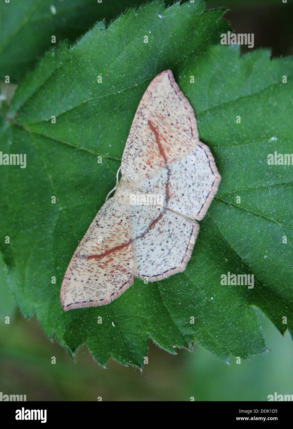 Maiden's Blush (cyclophora punctaria), a geometer moth variety Stock Photo