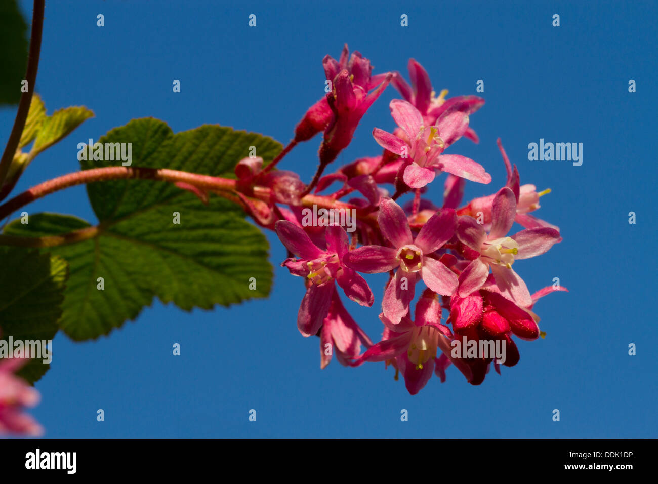 Flowers of Red-flowering Currant (Ribes sanguineum) against a blue sky. Garden Shrub. Stock Photo