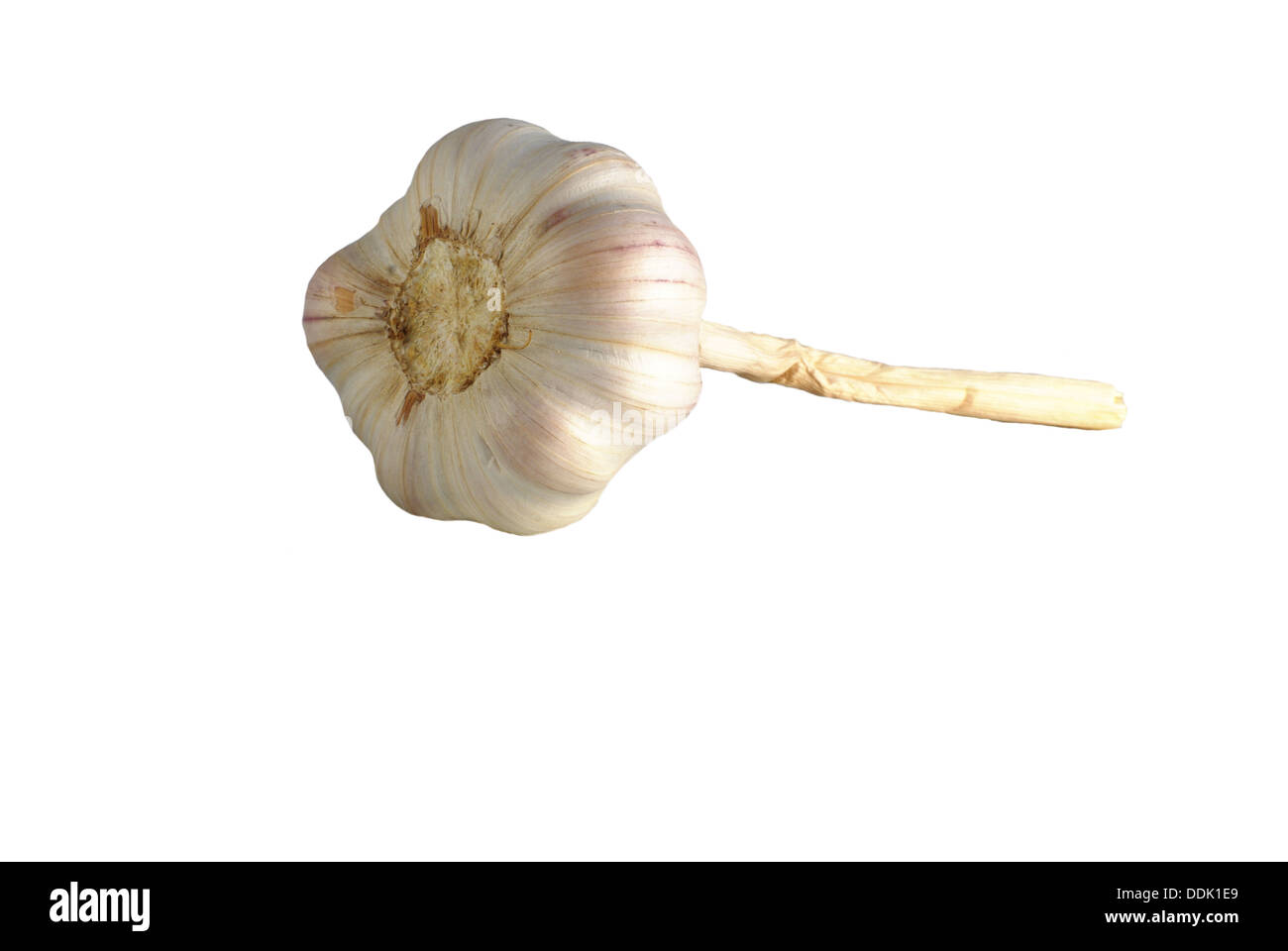 the garlic from remainder of stem on white background Stock Photo