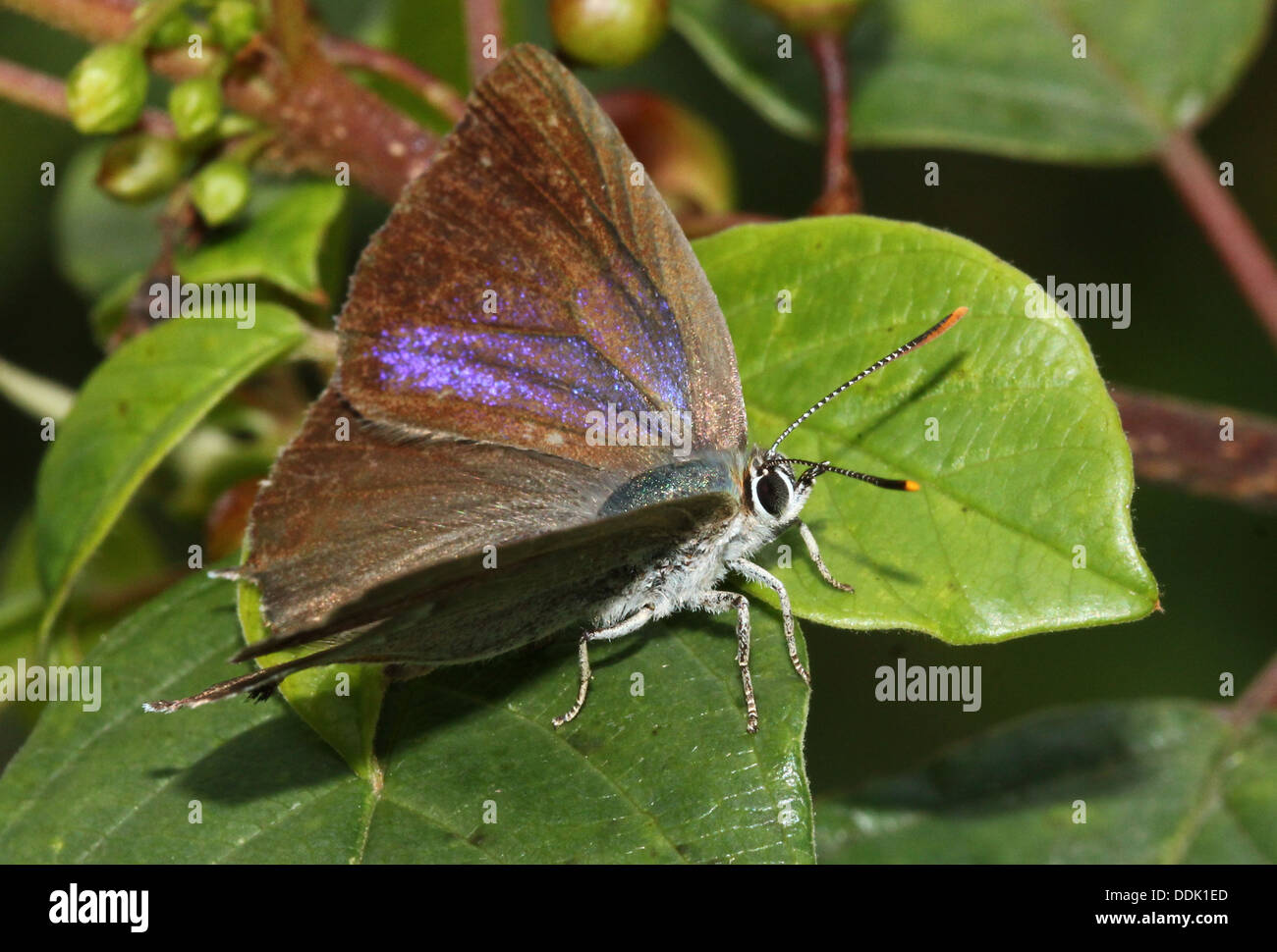 Purple Hairstreak Butterfly (Favonius quercus) foraging and posing on a leaf Stock Photo