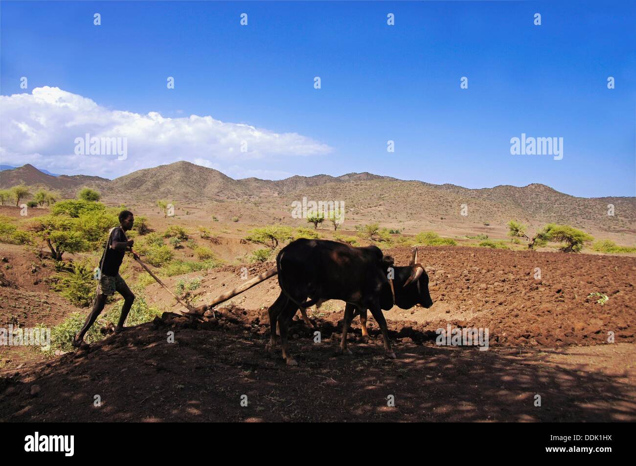 Agriculture, plowing at Lalibela, Ethiopia Stock Photo Alamy