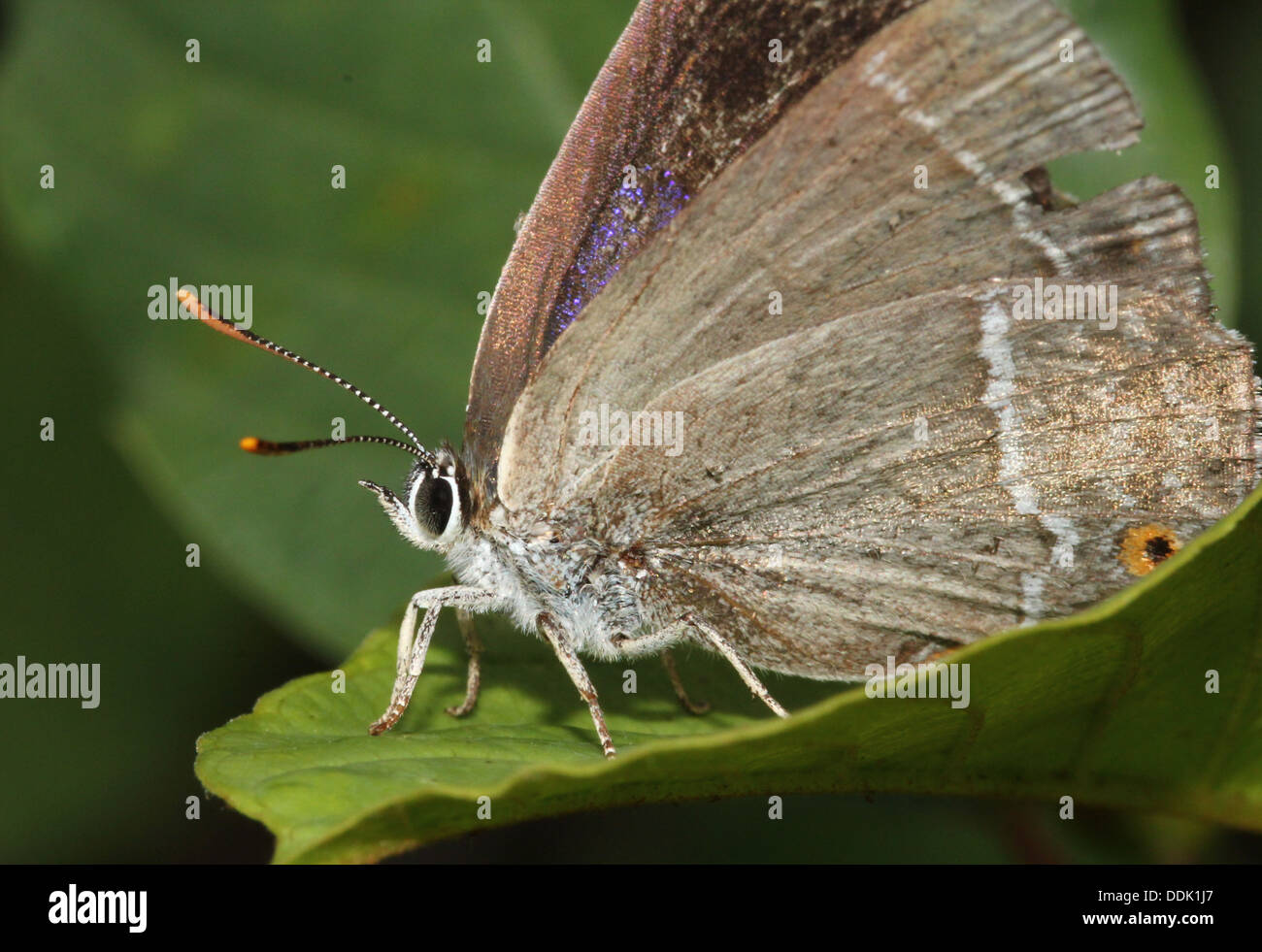 Purple Hairstreak Butterfly (Favonius quercus) foraging and posing on a leaf Stock Photo