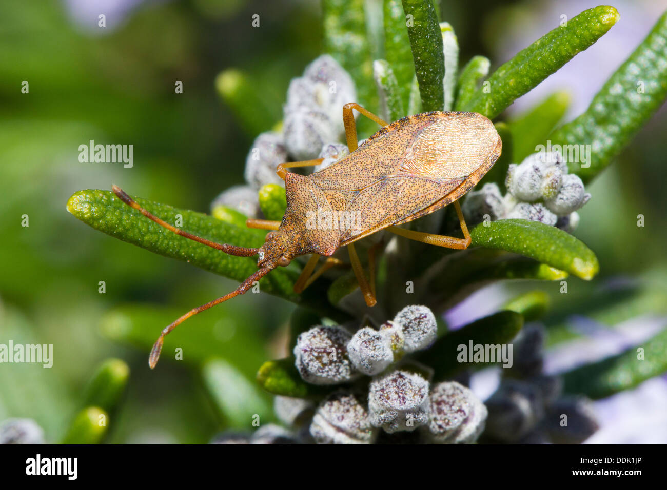 Box Bug (Gonocerus acuteangulatus) adult insect feeding on a Rosemary bush in a garden. Seaford, England. May. Stock Photo