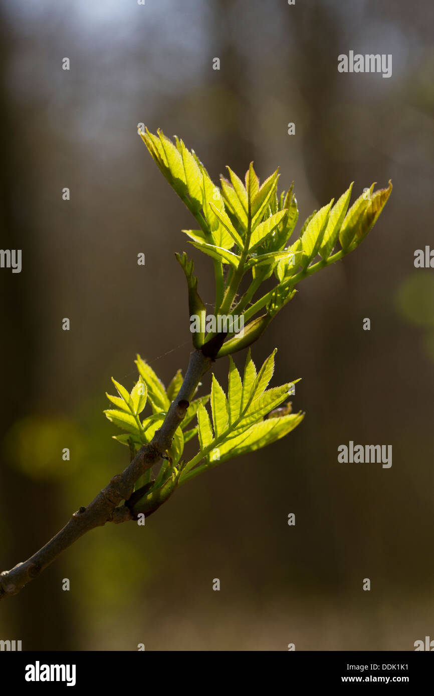 Spring leaves of Ash (Fraxinus excelsior) on a shoot. Sussex, England. May. Stock Photo