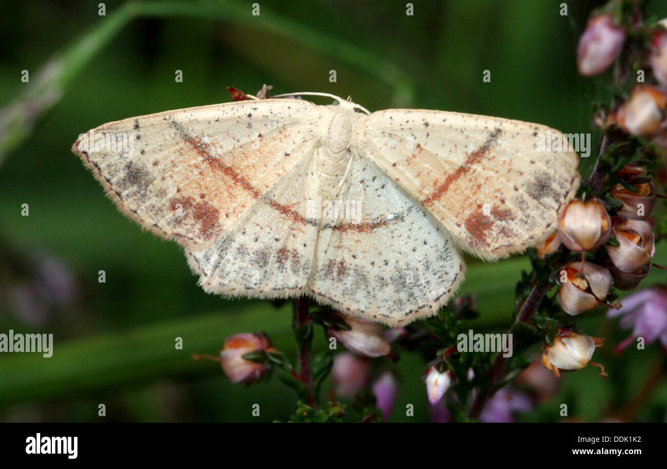 Maiden's Blush (cyclophora punctaria), a geometer moth variety Stock Photo