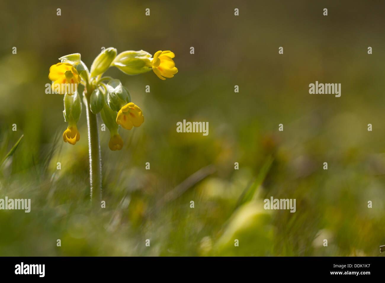 Cowslip (Primula veris) flowering on downland. Near Alfriston, East Sussex. May. Stock Photo