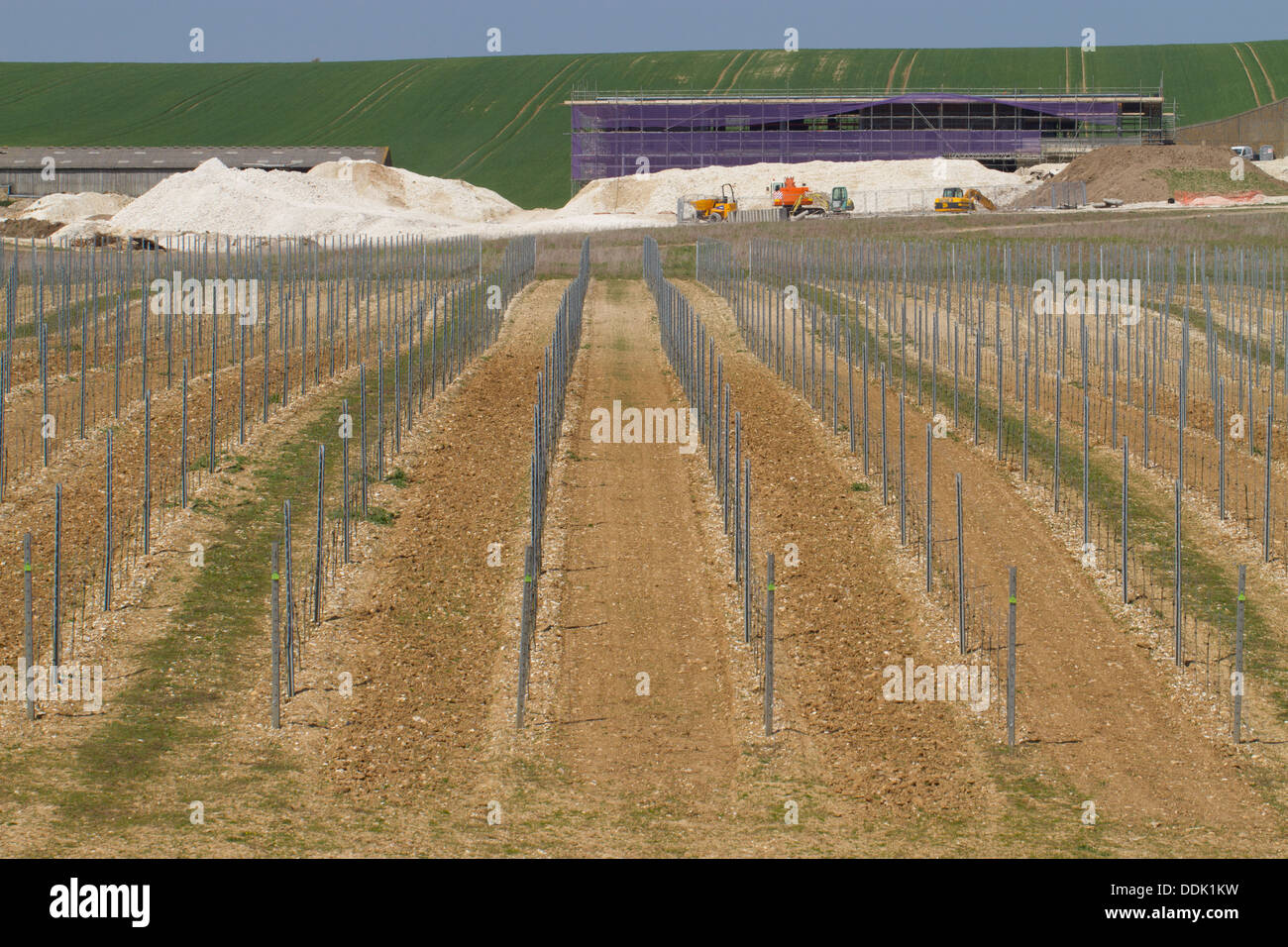 Newly-planted vineyard and winery under construction on the South Downs. Rathfinny Estate, Alfriston, East Sussex. May. Stock Photo