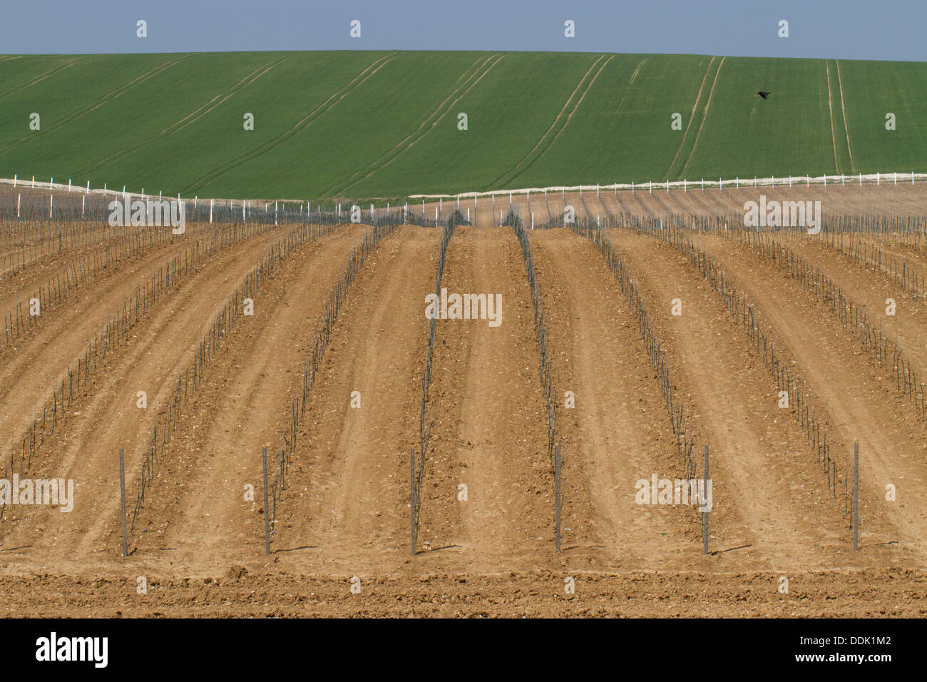 Newly-planted vineyard on the South Downs. Rathfinny Estate, Alfriston, East Sussex. May. Stock Photo