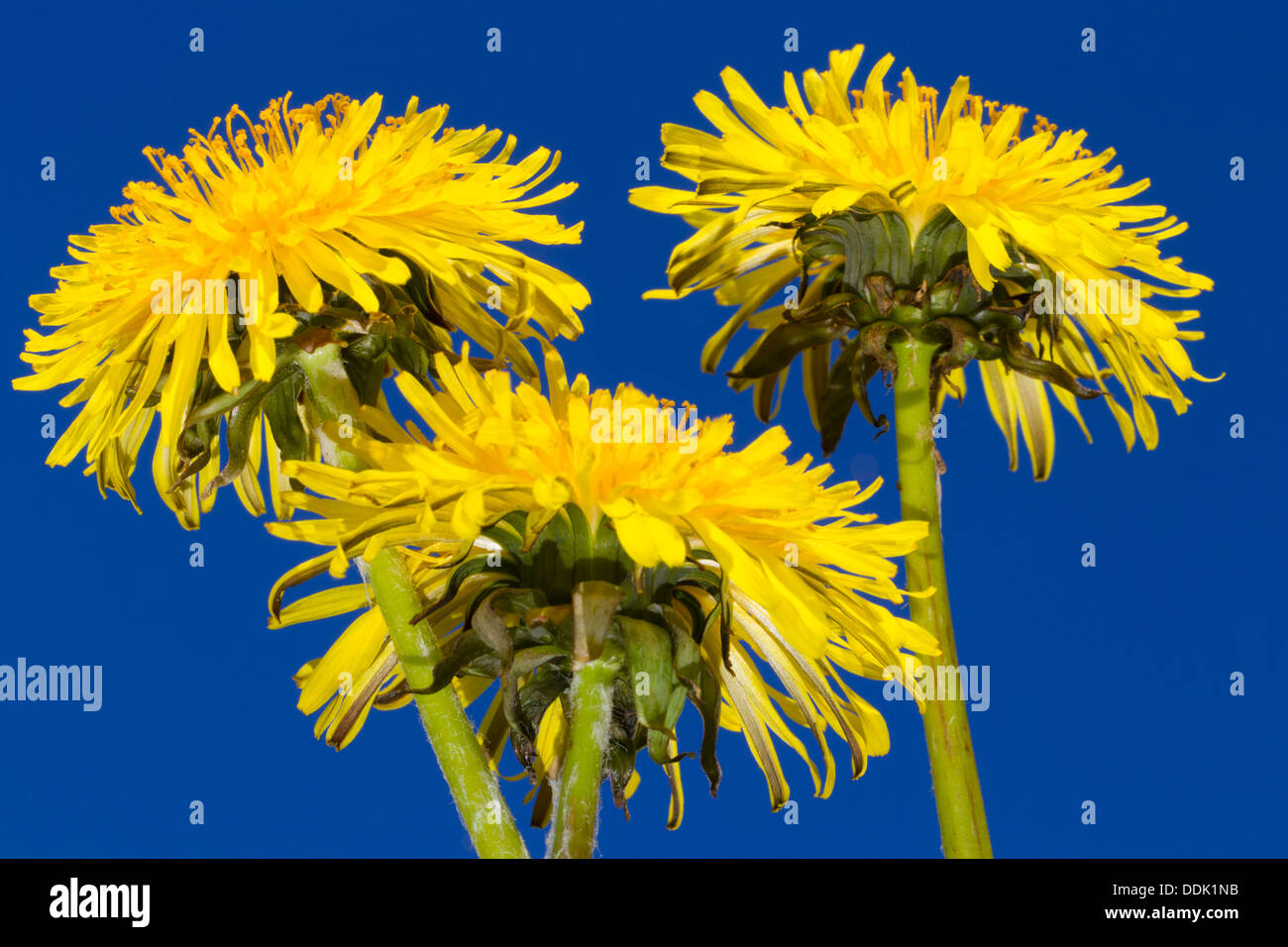 Dandelion (Taraxacum sp.) flowers against a blue sky. Powys, Wales. May. Stock Photo