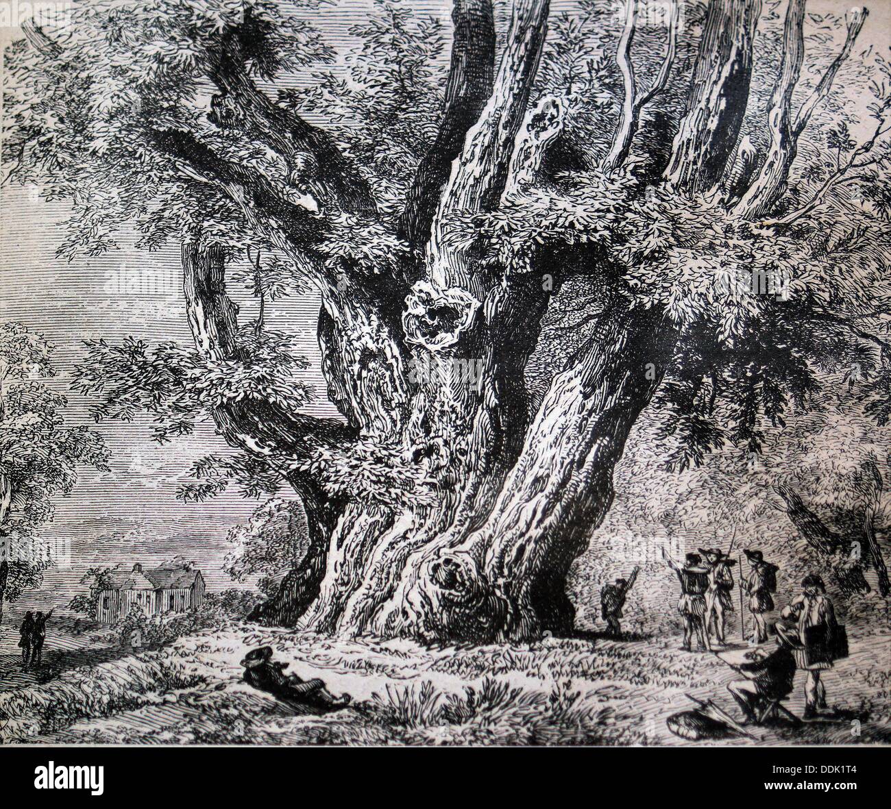 History, Lac Léman, ´ Châtaignier gigantesque de NeuveCelle ´ ( giant