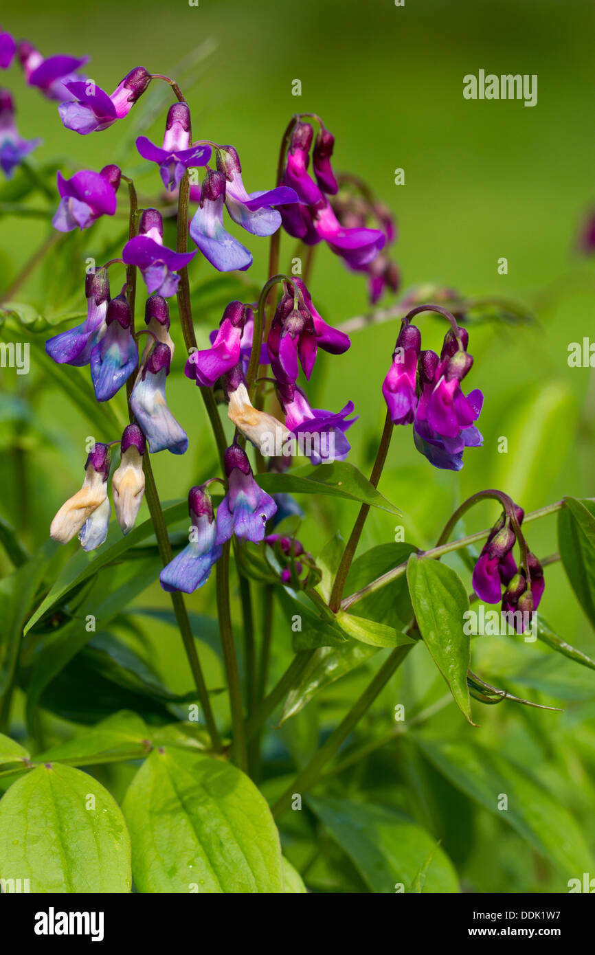 Spring Pea (Lathyrus vernus) flowering in a garden. Powys, Wales. May. Stock Photo