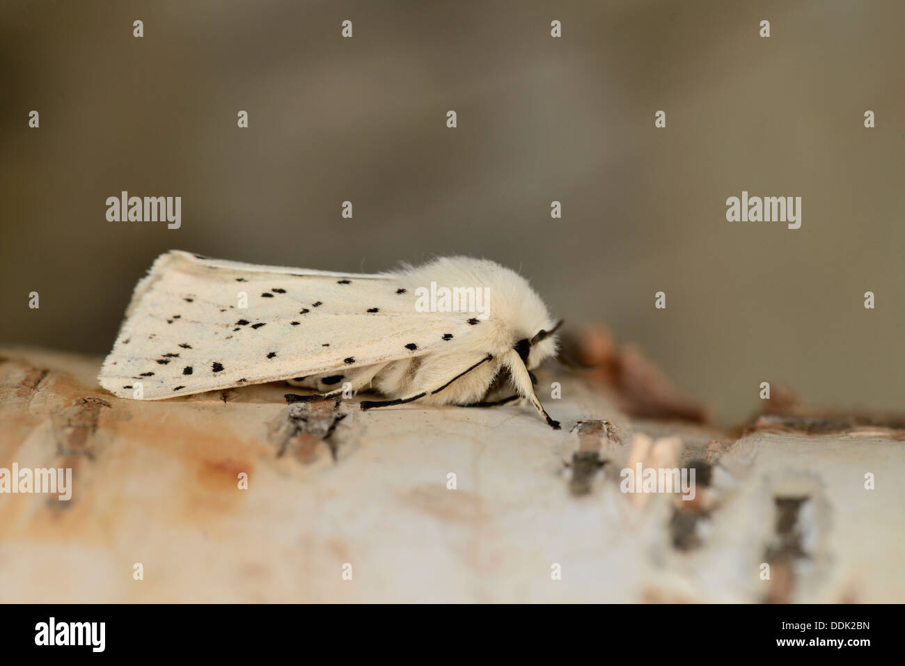 White Ermine Moth (Spilosoma lubricipeda) adult at rest on silver birch tree, Oxfordshire, England, June Stock Photo