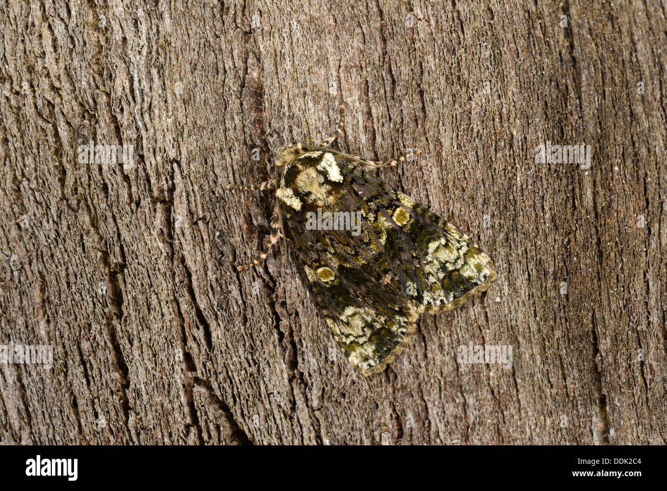 The Coronet Moth (Craniophora ligustri) adult at rest on bark, Oxfordshire, England, July Stock Photo