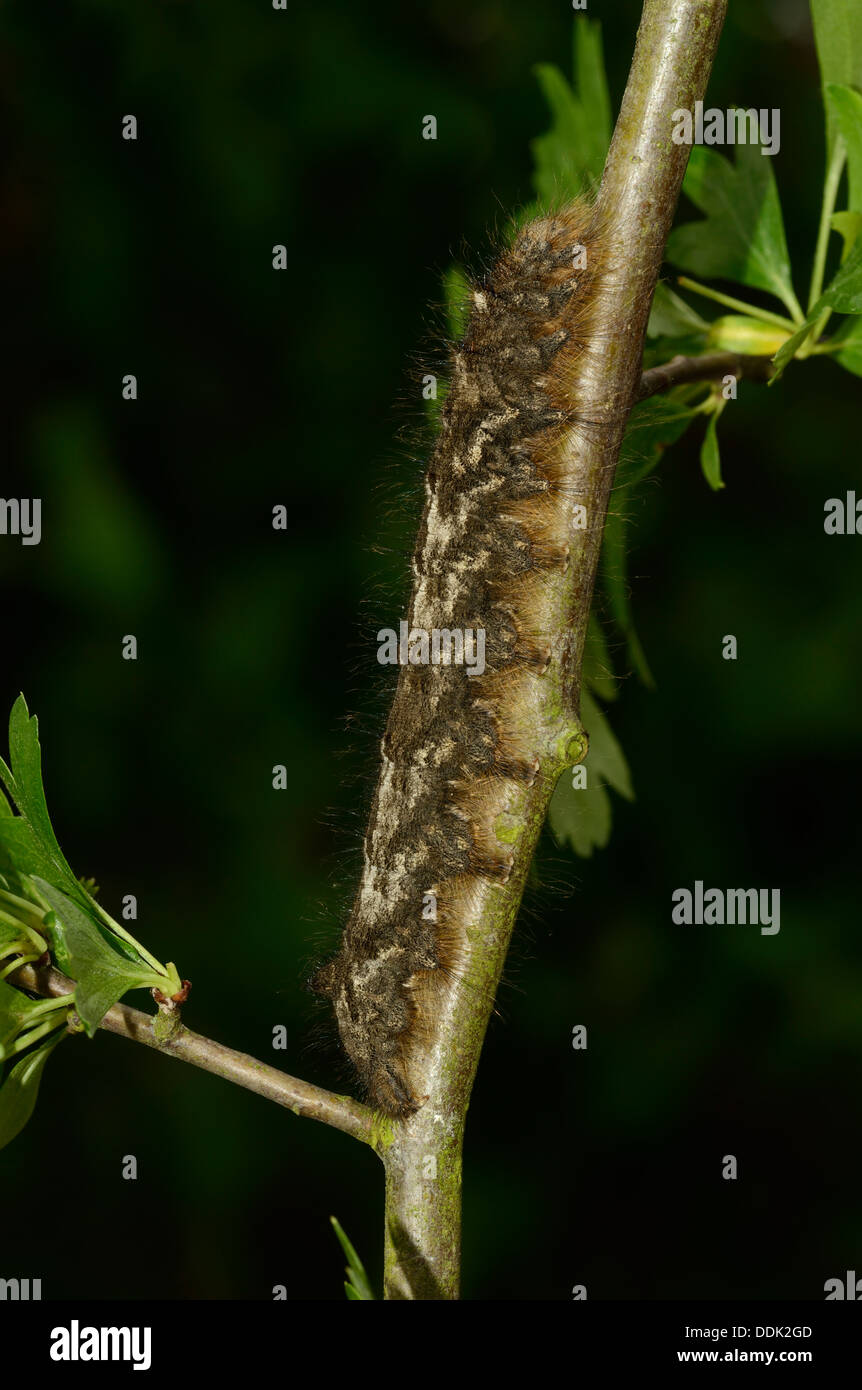 Lappet Moth (Gastropacha quercifolia) full grown larva on hawthorn branch, Oxfordshire, England Stock Photo