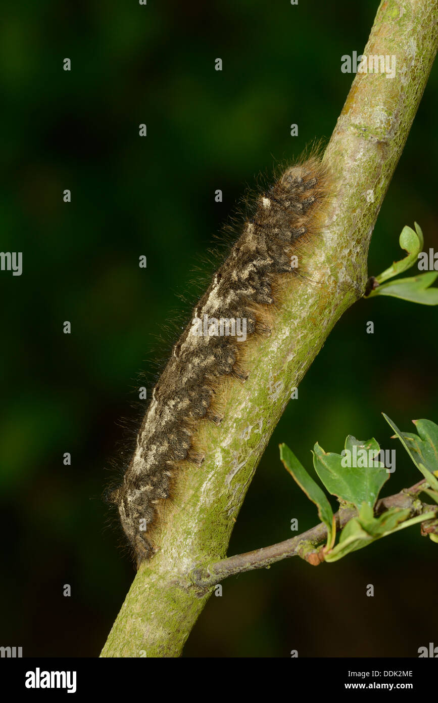 Lappet Moth (Gastropacha quercifolia) full grown larva, feeding on hawthorn, Oxfordshire, England Stock Photo