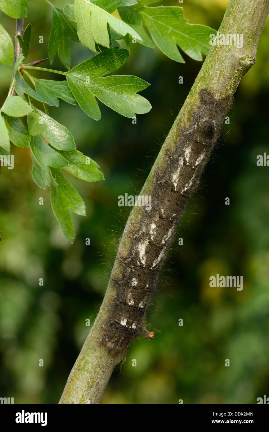 Lappet Moth (Gastropacha quercifolia) full grown larva, feeding on hawthorn, Oxfordshire, England Stock Photo