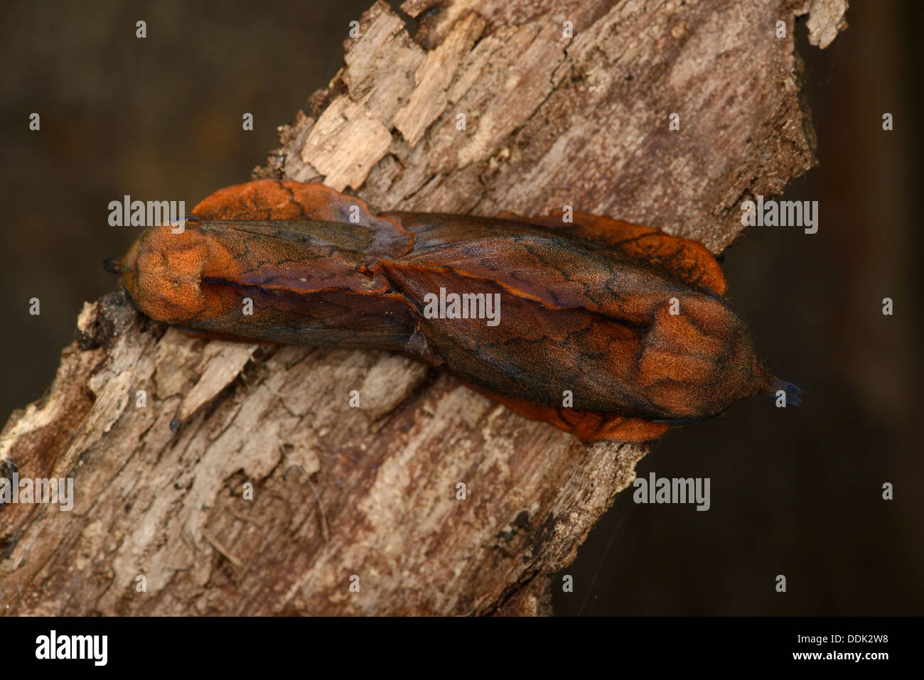 Lappet Moth (Gastropacha quercifolia) pair mating on tree branch, Oxfordshire, England Stock Photo