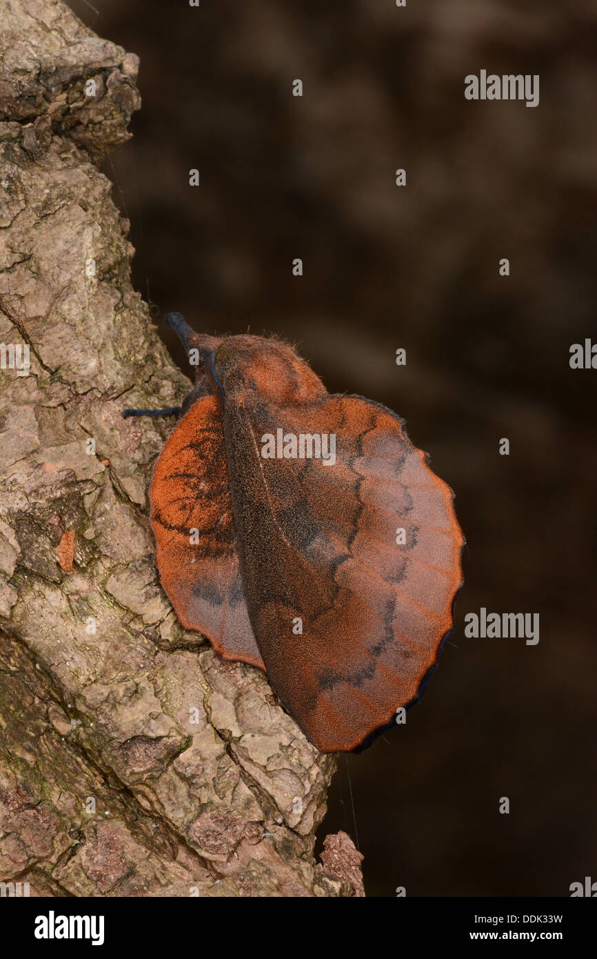 Lappet Moth (Gastropacha quercifolia) adult resting on tree trunk, Oxfordshire, England, July Stock Photo