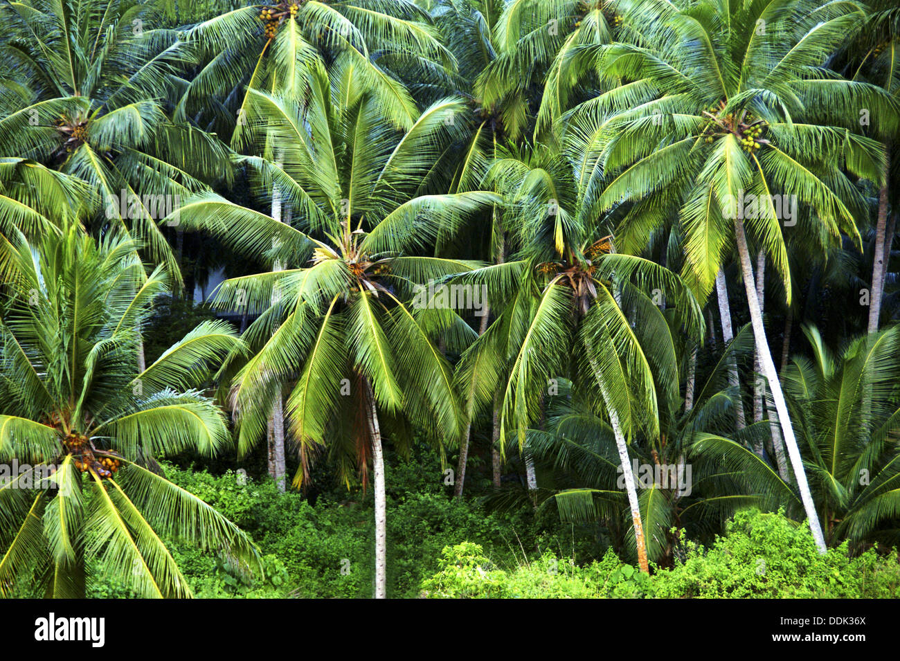 coconut tree rainforest