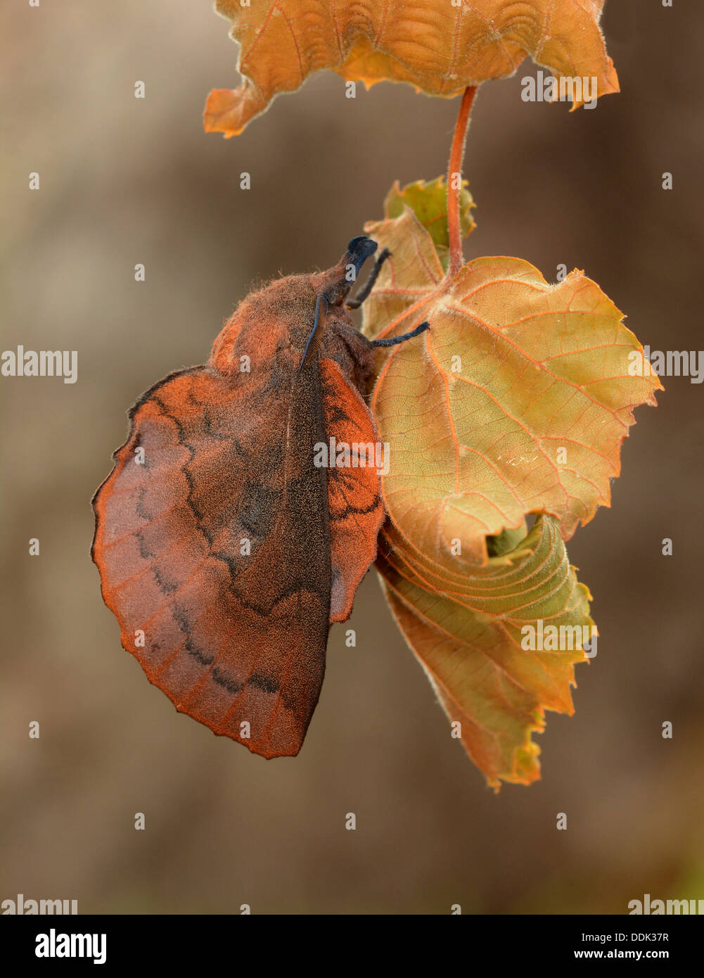 Lappet Moth (Gastropacha quercifolia) adult resting on dead leaf, Oxfordshire, England, July Stock Photo