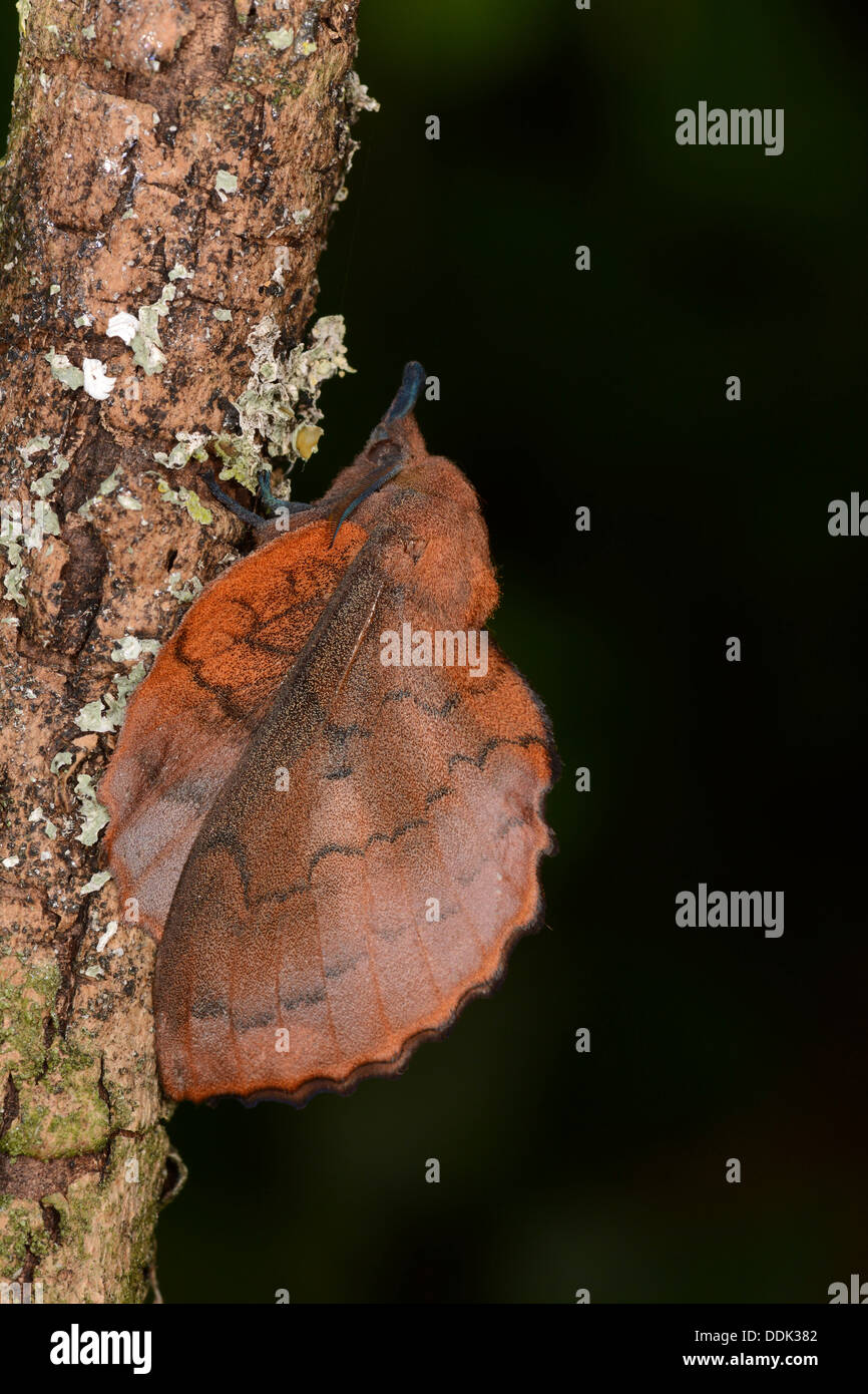 Lappet Moth (Gastropacha quercifolia) adult resting on branch, Oxfordshire, England, July Stock Photo