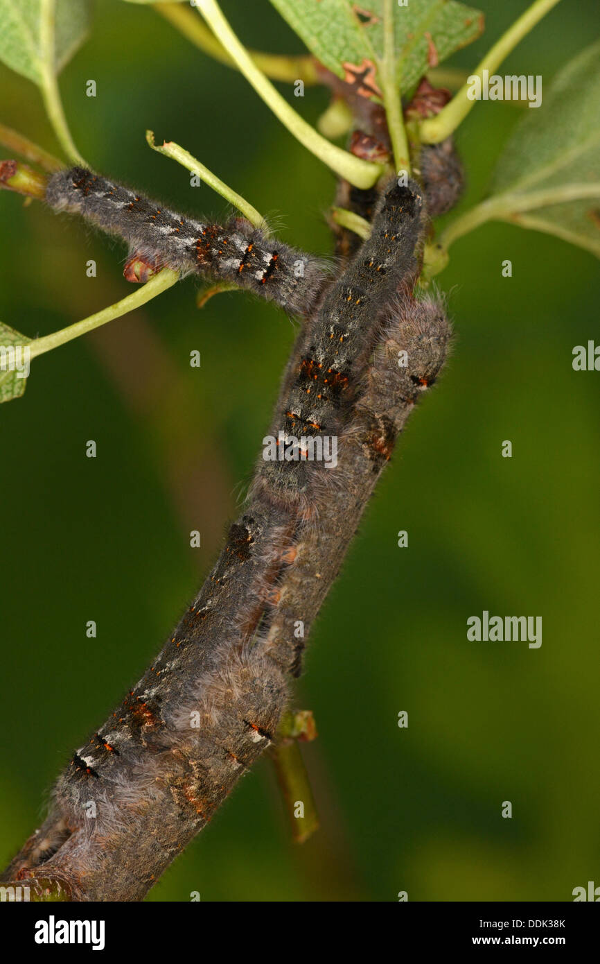 Lappet Moth (Gastropacha quercifolia) congregation of larvae on hawthorn twig, Oxfordshire, England, July Stock Photo