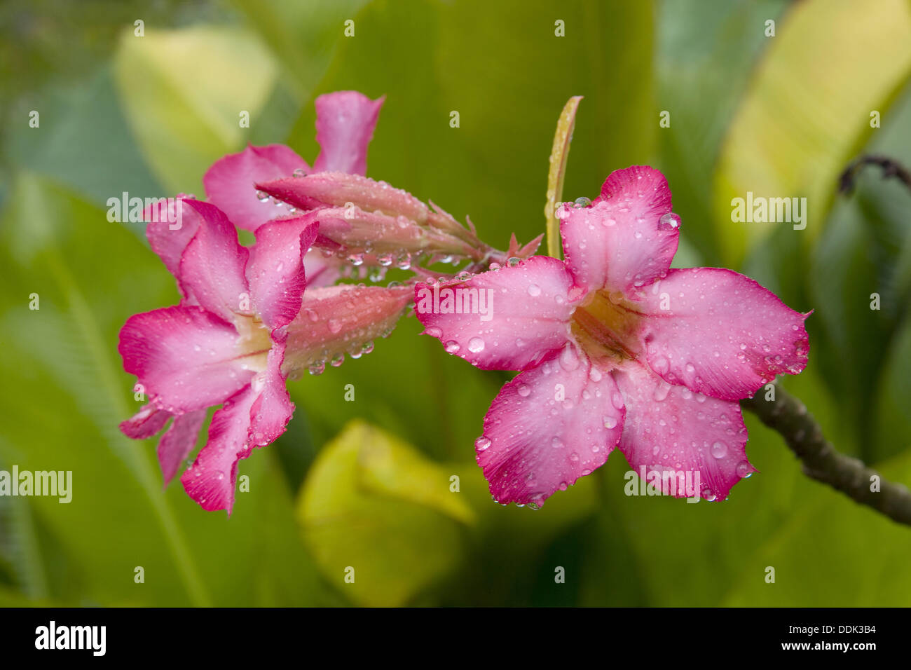 Wet Adenium Flower High Resolution Stock Photography and Images - Alamy