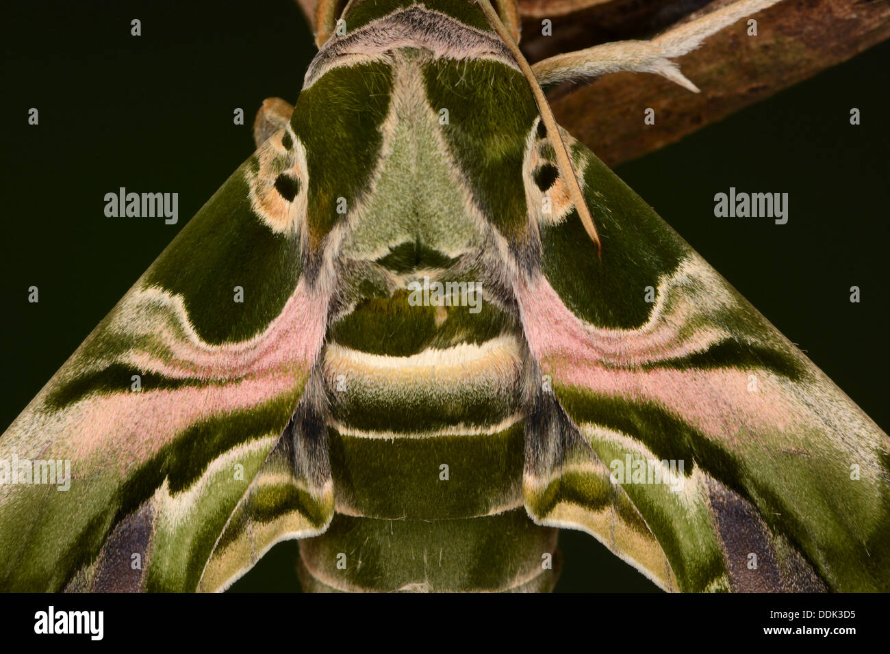 Oleander Insect Europe hawkmoth oleander oleander daphis moth insect pattern markings ...