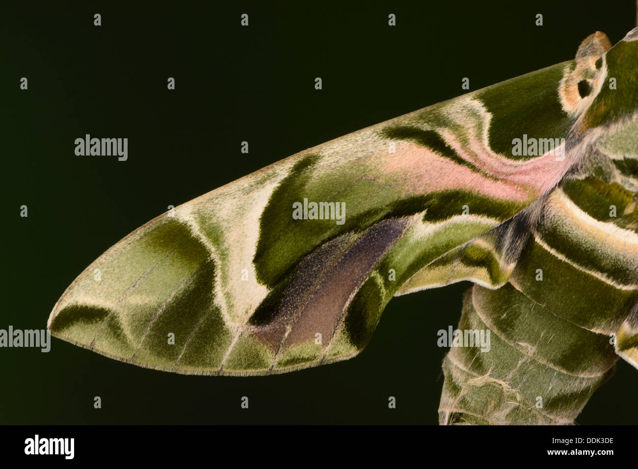 Oleander Insect Nerii europe hawkmoth oleander oleander moth insect markings pattern ...