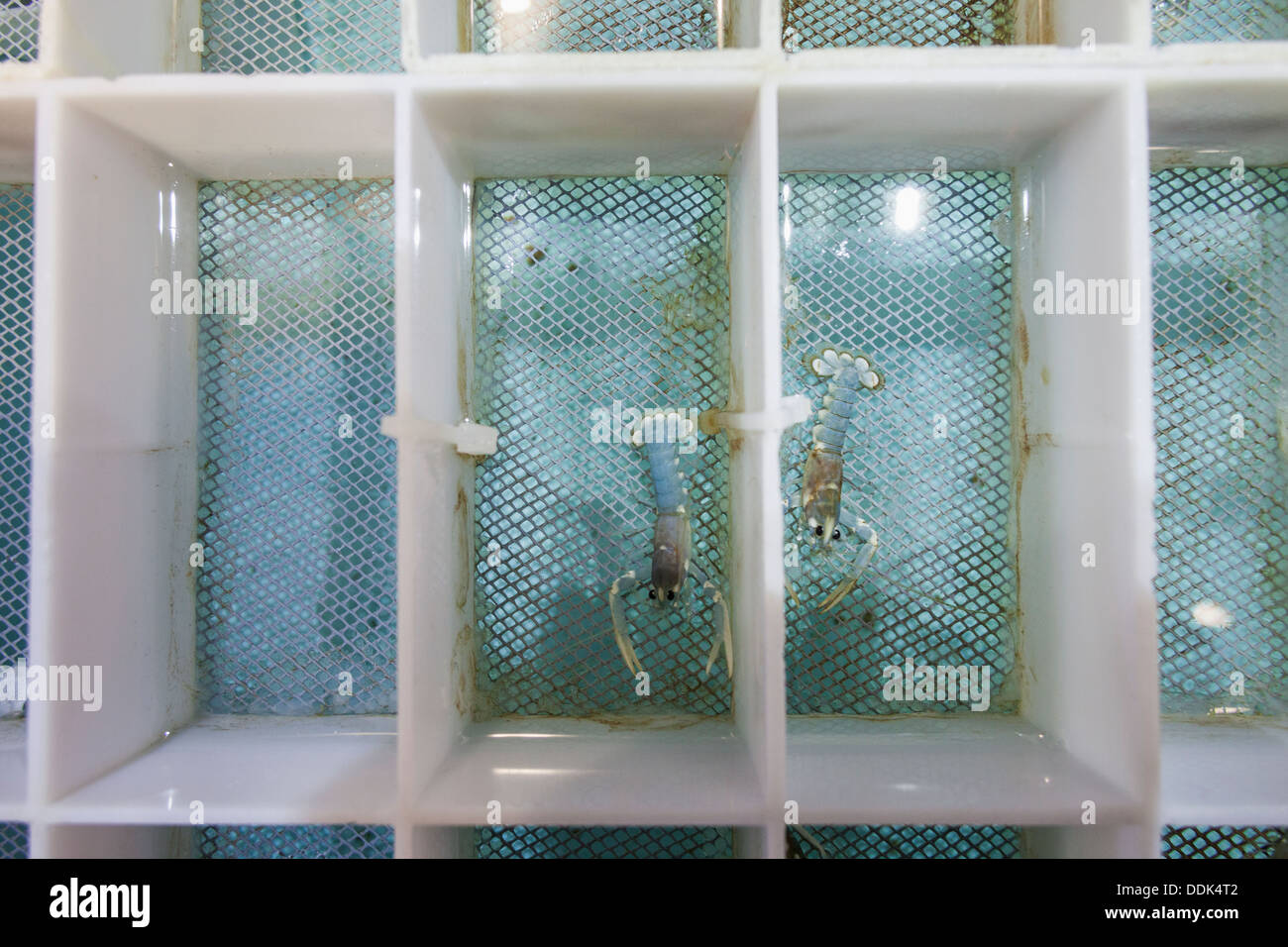 England, Cornwall, Padstow, National Lobster Hatchery, Lobster Stock