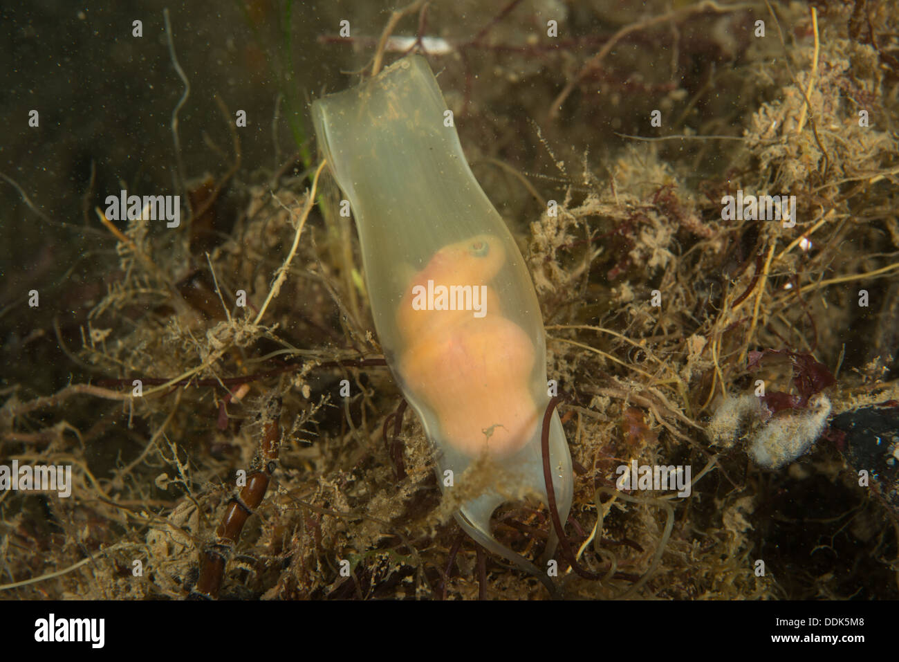 Egg case (Mermaids purse) of  a Lesser Spotted Dogfish. Stock Photo
