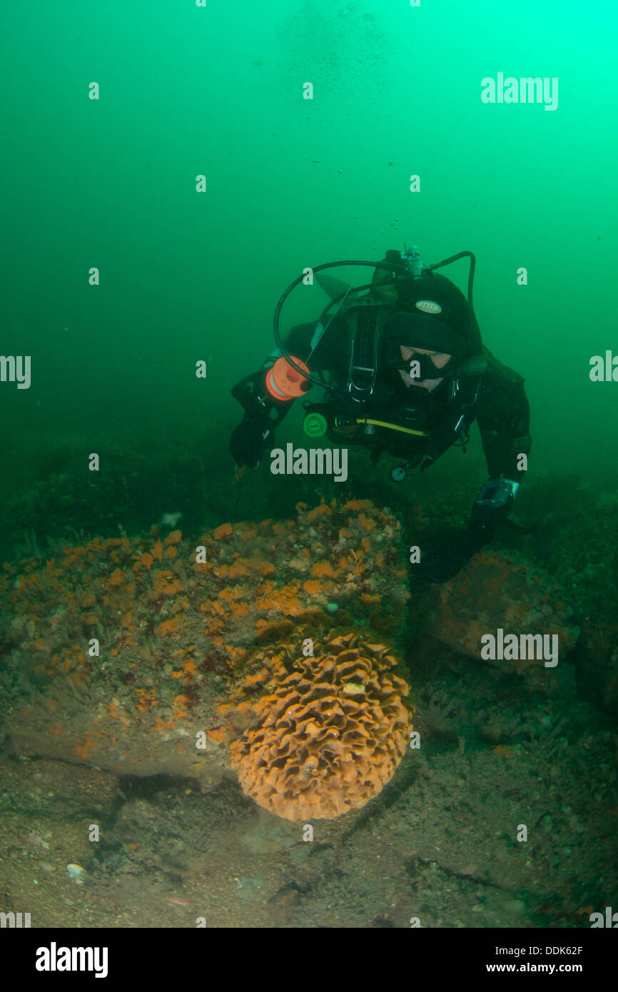 Diver investigates Ross Coral, Swanage, Dorset. Stock Photo