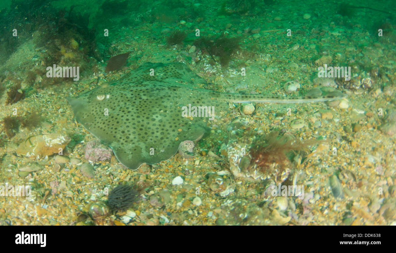 Spotted Ray on the seabed in Swanage Bay,Dorset Stock Photo