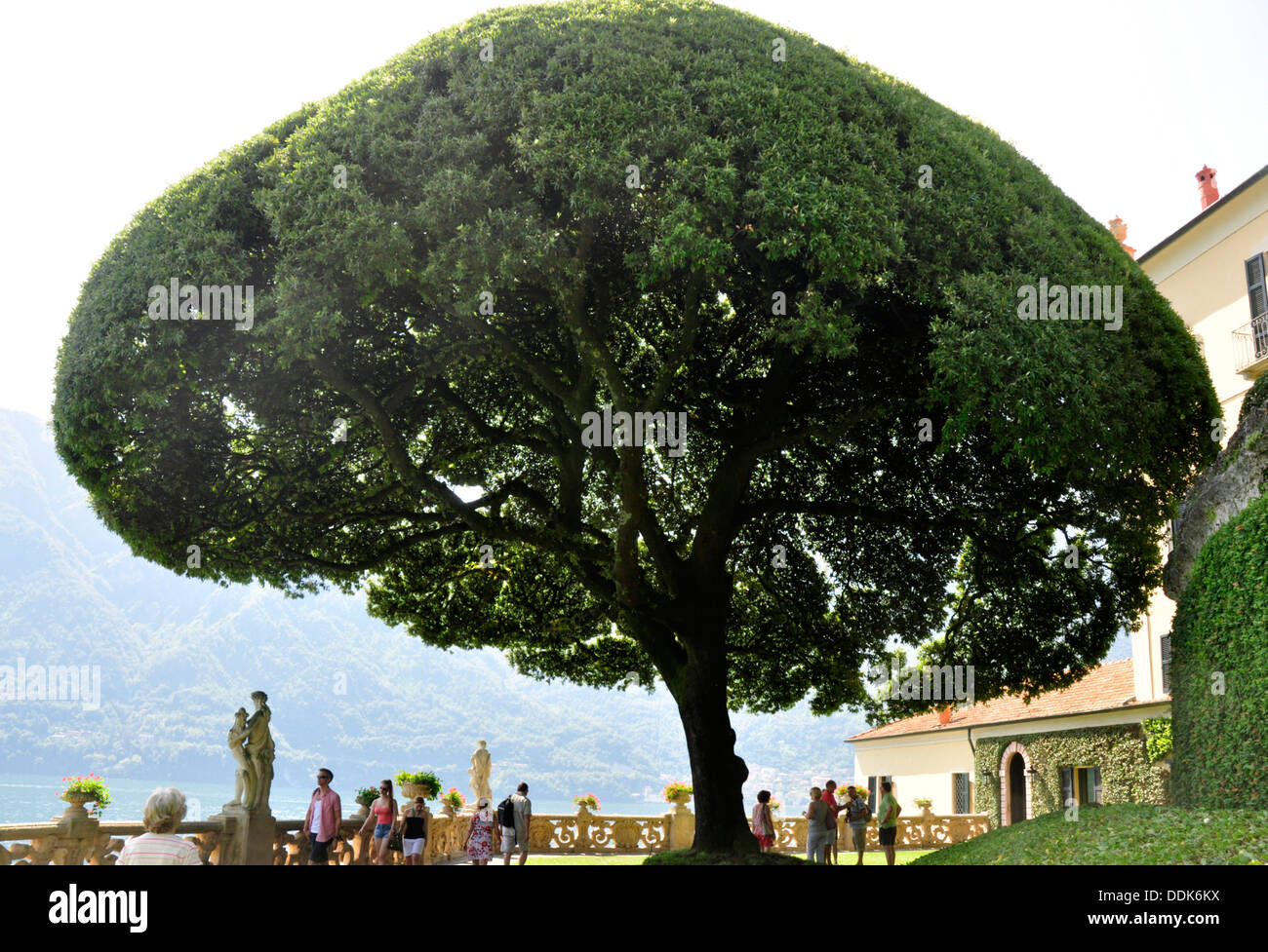 Italy - Lake Como - terrace of the Villa del Balbianello - on the Punta di Lavedo peninsula - the famous umbrella tree Stock Photo