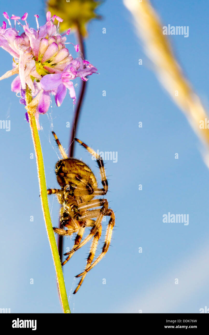 Orb Web Spider. Araneus quadratus (Araneidae) Stock Photo