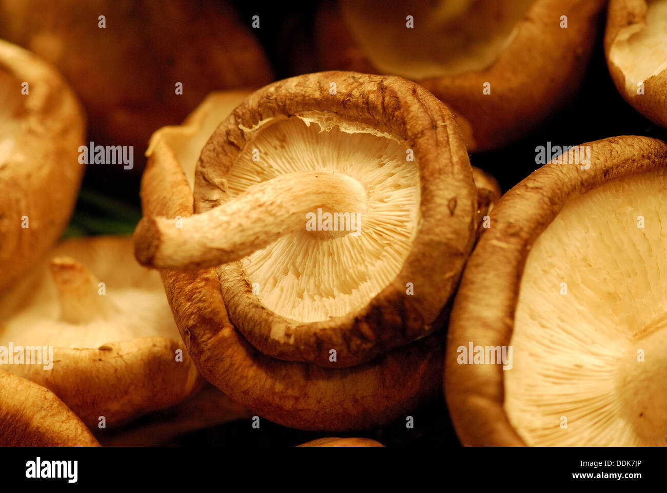 Dried ´Shiitake´ mushroom (Lentinus edodes). Very popular in japan and