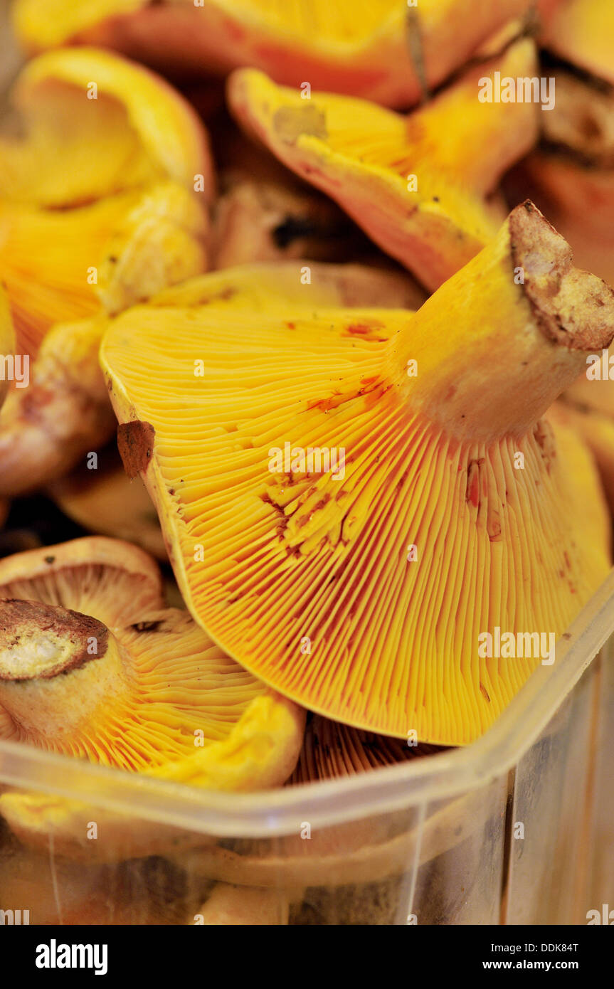 Mushrooms (Lactarius deliciosus) at La Boqueria market, Barcelona