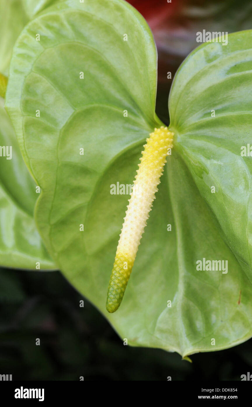 Phallic flower hires stock photography and images Alamy