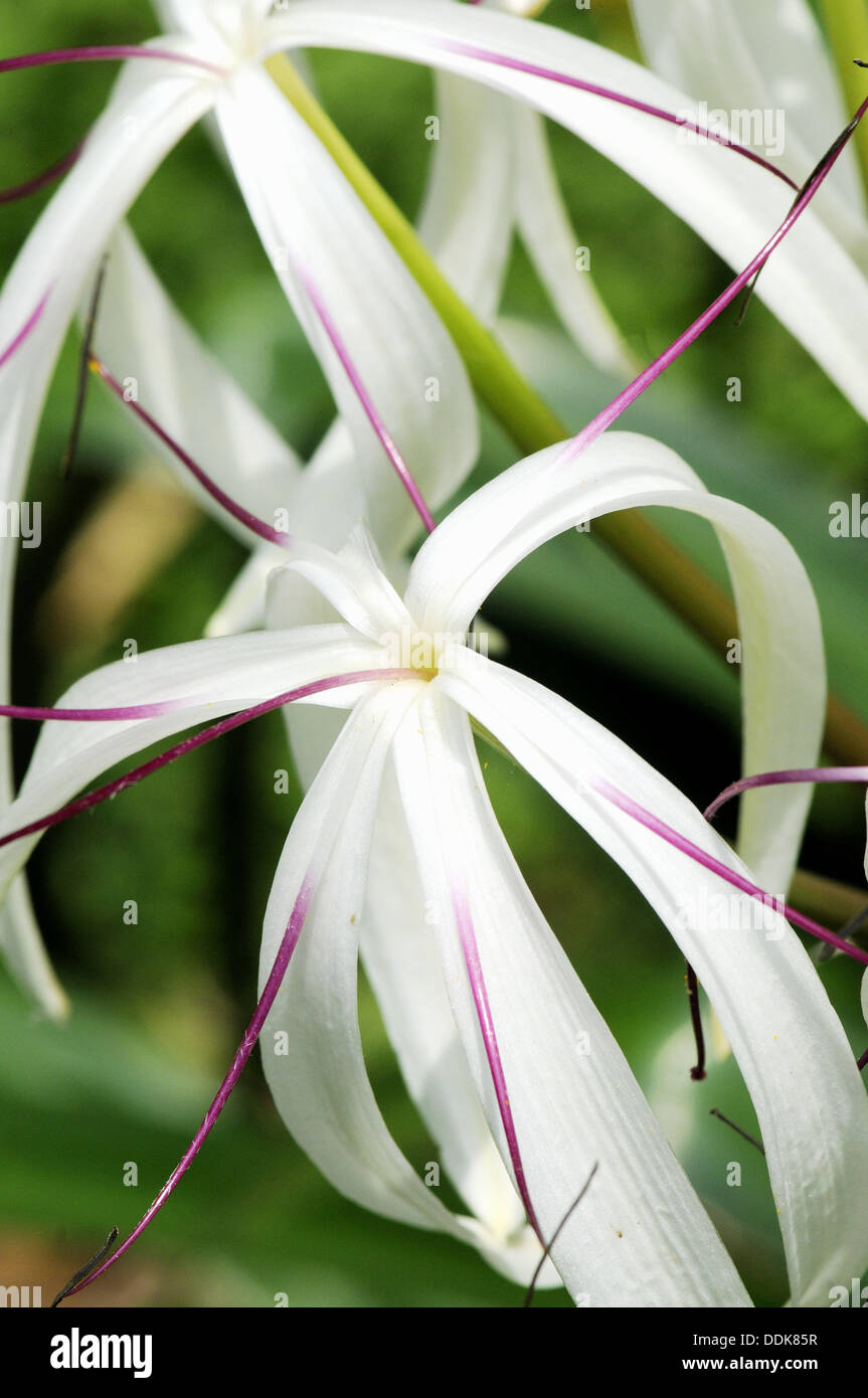 Southern Swamp Lily (Crinum asiaticum) in Kandy botanical gardens, Sri Lanka Stock Photo