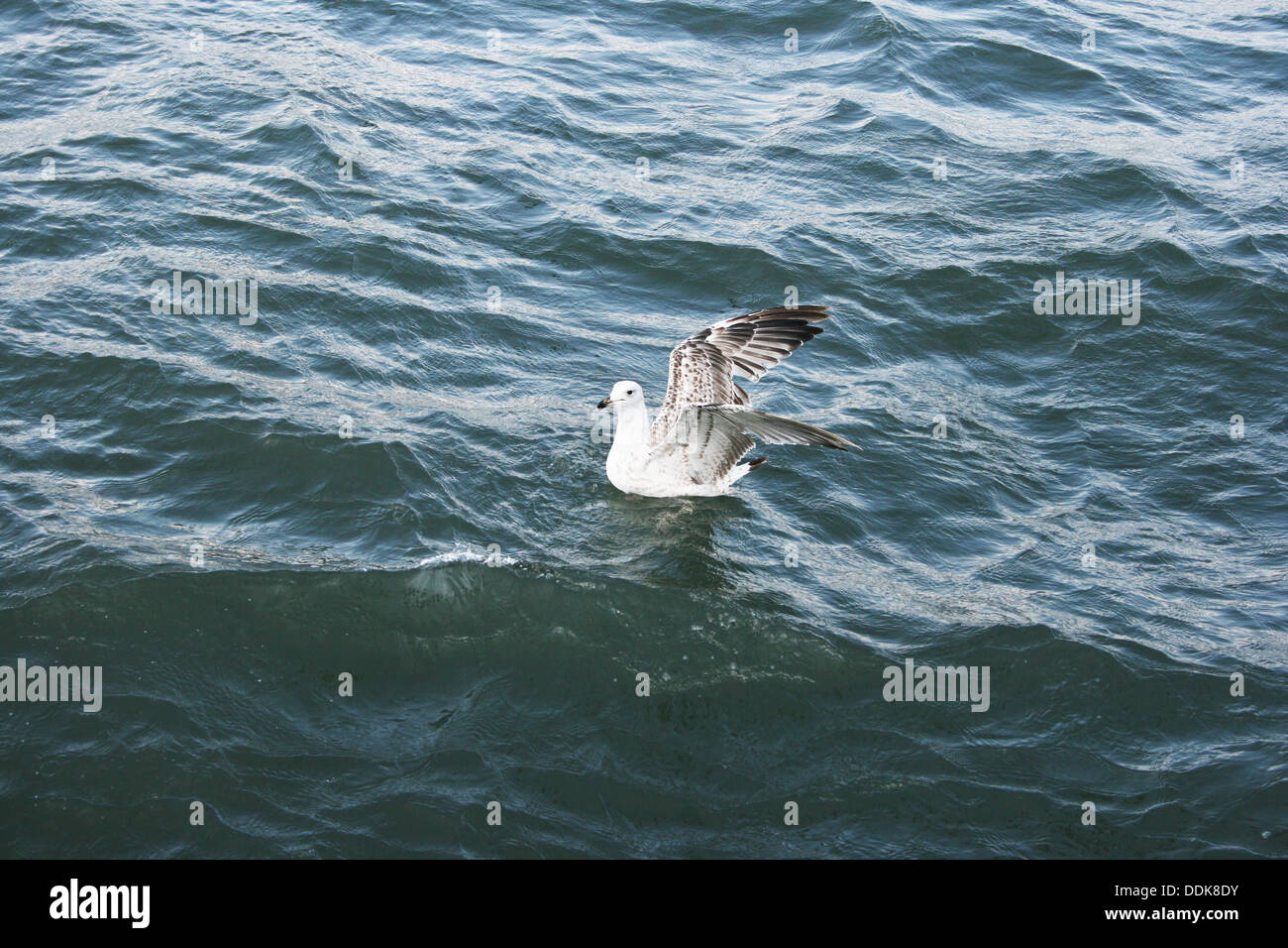 Seagull on lake Sevan in Armenia. Stock Photo