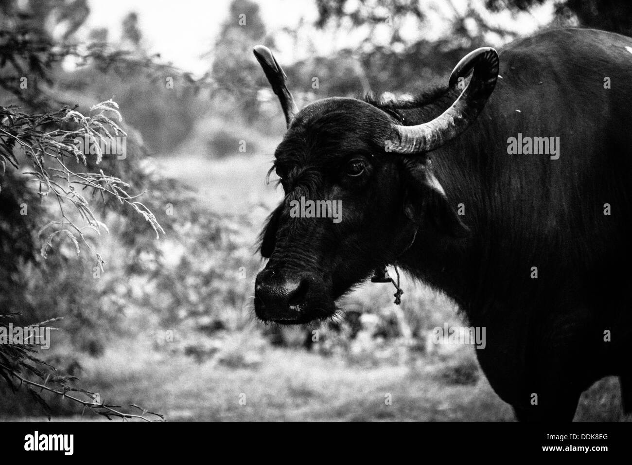 A water buffalo in Delhi Stock Photo Alamy
