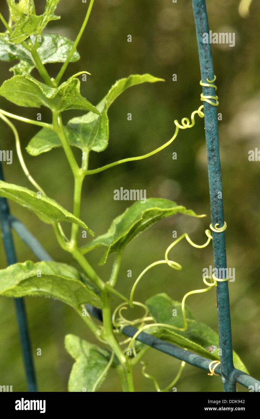 Plant with climbing stems of Red bryony (Bryonia dioica, fam