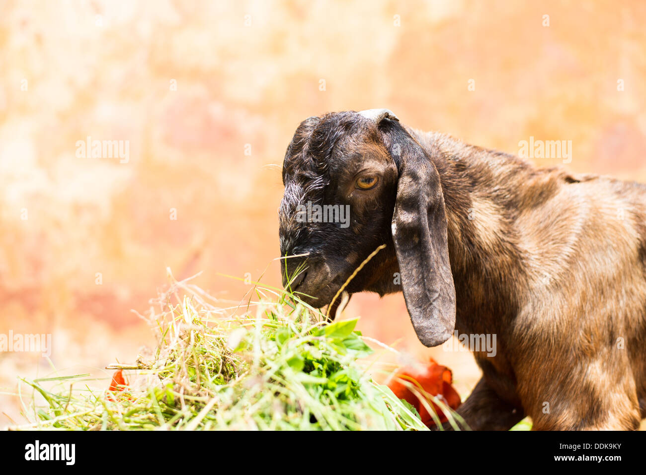A palace goat eating in the Amber Palace, India Stock Photo