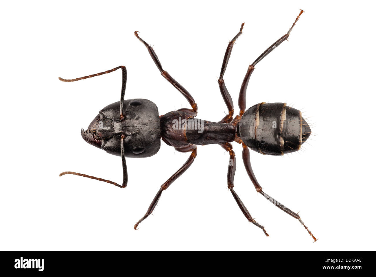 Carpenter Ant species camponotus vagus Stock Photo