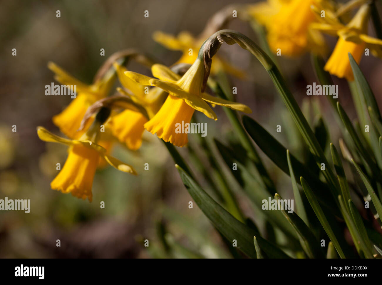Narcissus Daffodils Stock Photo